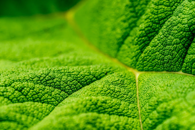 Landscaping Ipswich Elite